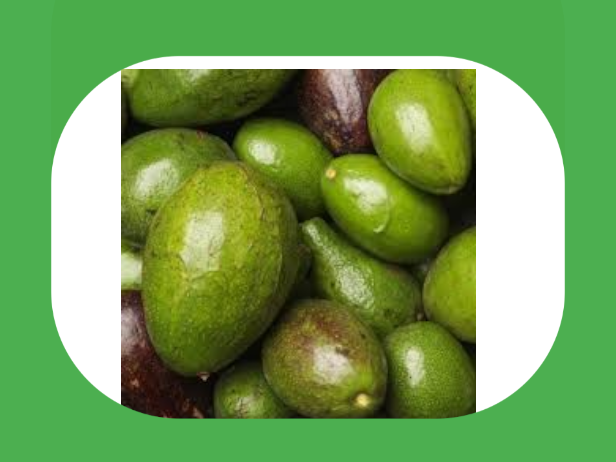 Palta Toro - silvestre agro