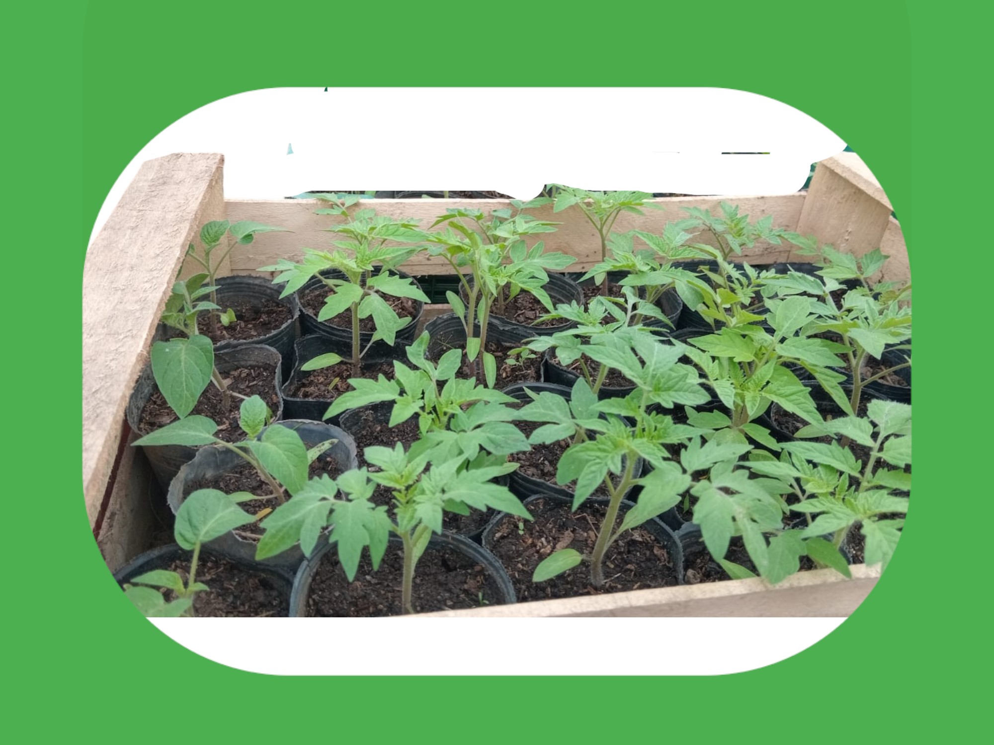 Plantín de tomate 